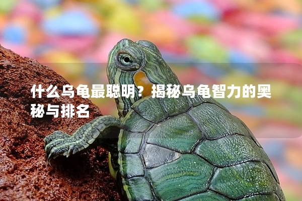什么乌龟最聪明？揭秘乌龟智力的奥秘与排名