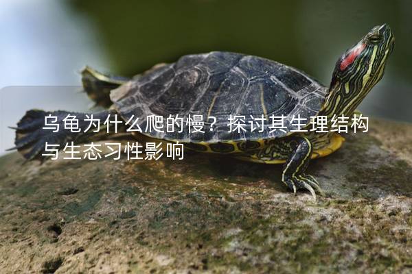 乌龟为什么爬的慢？探讨其生理结构与生态习性影响