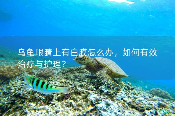 乌龟眼睛上有白膜怎么办，如何有效治疗与护理？