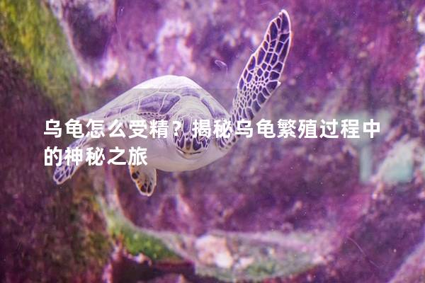 乌龟怎么受精？揭秘乌龟繁殖过程中的神秘之旅