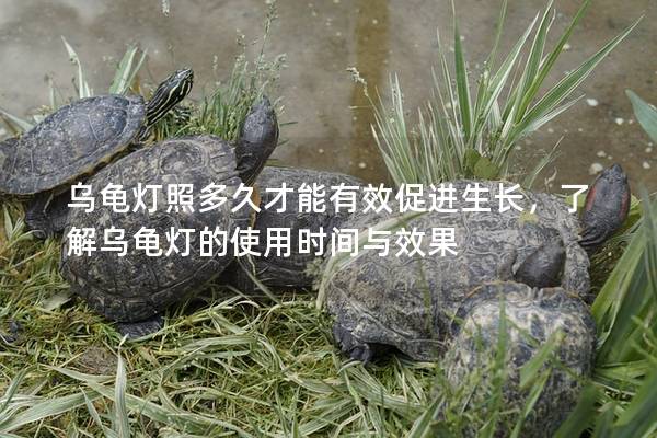 乌龟灯照多久才能有效促进生长，了解乌龟灯的使用时间与效果
