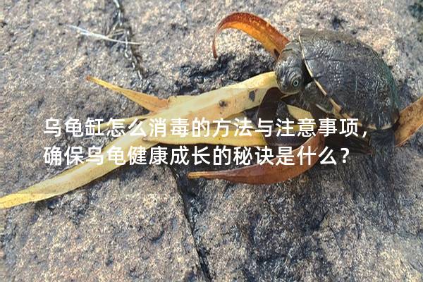 乌龟缸怎么消毒的方法与注意事项，确保乌龟健康成长的秘诀是什么？