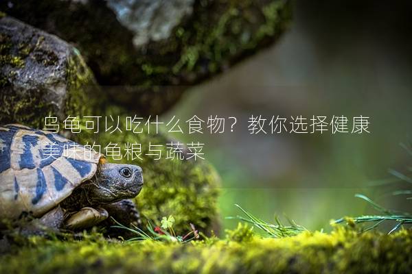乌龟可以吃什么食物？教你选择健康美味的龟粮与蔬菜