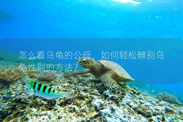 怎么看乌龟的公母，如何轻松辨别乌龟性别的方法？