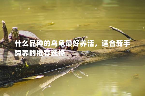 什么品种的乌龟最好养活，适合新手饲养的推荐选择