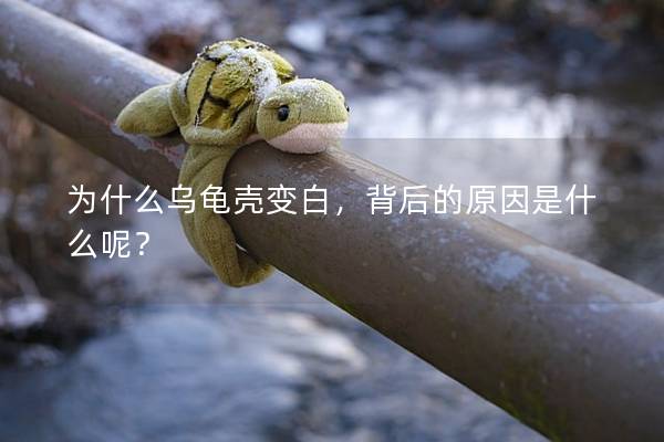 为什么乌龟壳变白，背后的原因是什么呢？