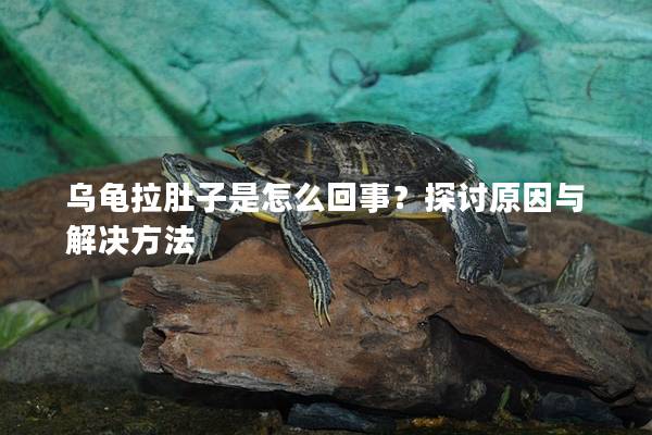 乌龟拉肚子是怎么回事？探讨原因与解决方法