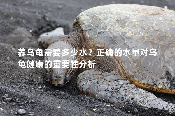 养乌龟需要多少水？正确的水量对乌龟健康的重要性分析