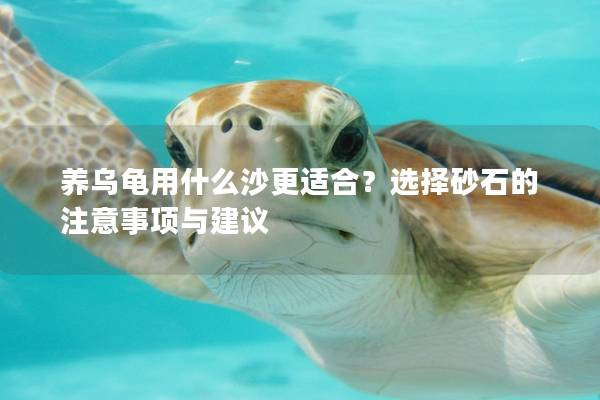养乌龟用什么沙更适合？选择砂石的注意事项与建议