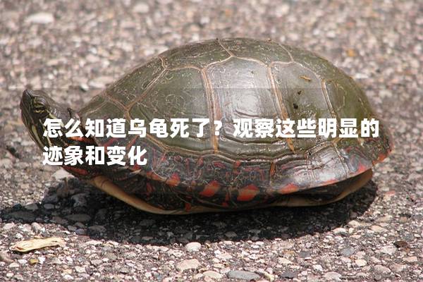 怎么知道乌龟死了？观察这些明显的迹象和变化