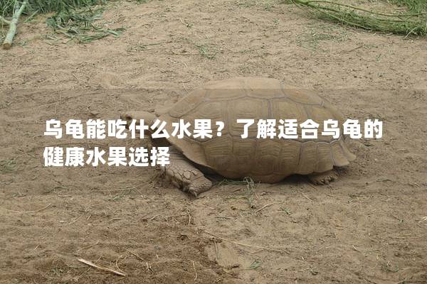 乌龟能吃什么水果？了解适合乌龟的健康水果选择