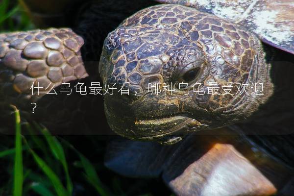 什么乌龟最好看，哪种乌龟最受欢迎？