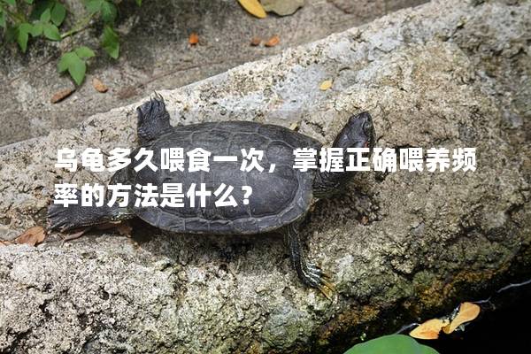 乌龟多久喂食一次，掌握正确喂养频率的方法是什么？