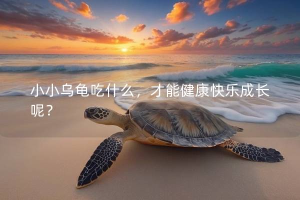 小小乌龟吃什么，才能健康快乐成长呢？