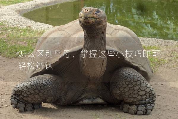 怎么区别乌母，掌握这些小技巧即可轻松辨认