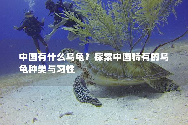 中国有什么乌龟？探索中国特有的乌龟种类与习性