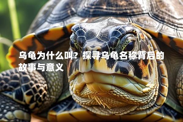 乌龟为什么叫？探寻乌龟名称背后的故事与意义
