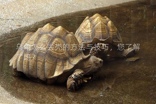 乌龟怎么去壳的方法与技巧，您了解了吗？