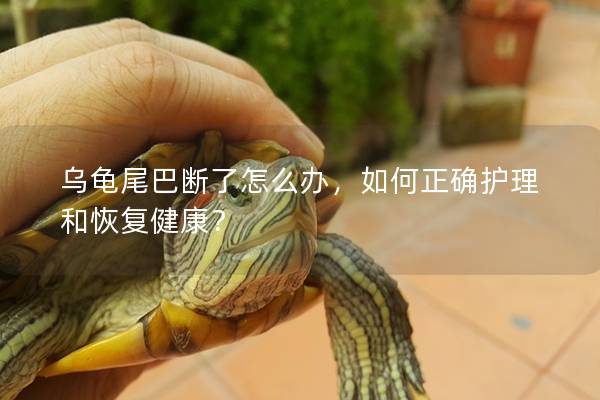 乌龟尾巴断了怎么办，如何正确护理和恢复健康？