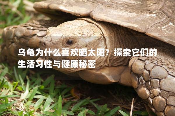 乌龟为什么喜欢晒太阳？探索它们的生活习性与健康秘密