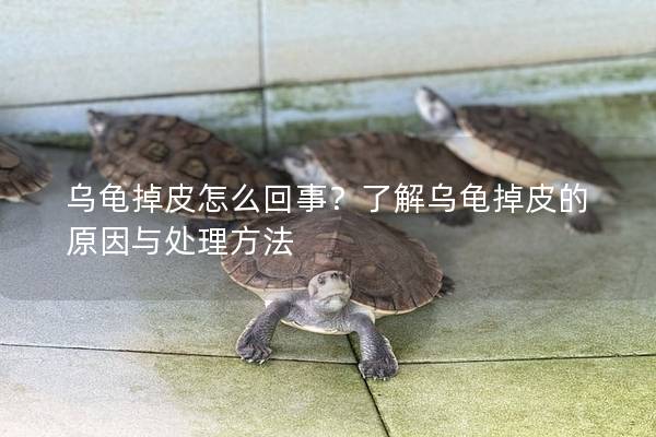 乌龟掉皮怎么回事？了解乌龟掉皮的原因与处理方法