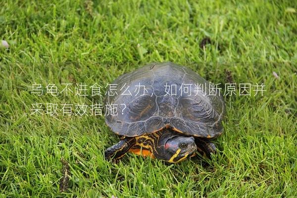乌龟不进食怎么办，如何判断原因并采取有效措施？