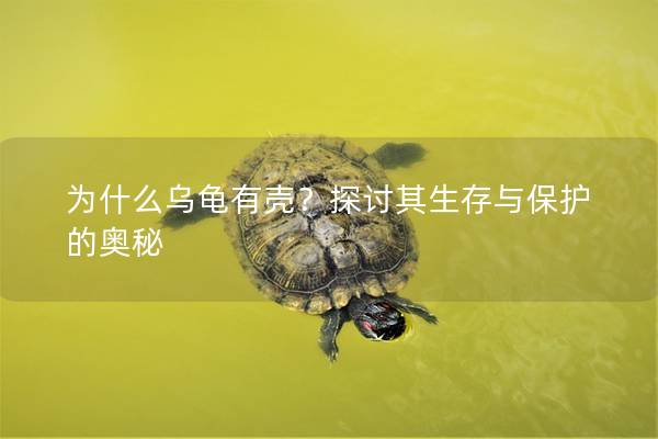 为什么乌龟有壳？探讨其生存与保护的奥秘