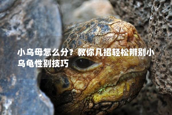 小乌母怎么分？教你几招轻松辨别小乌龟性别技巧