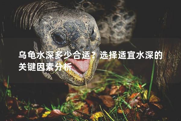 乌龟水深多少合适？选择适宜水深的关键因素分析