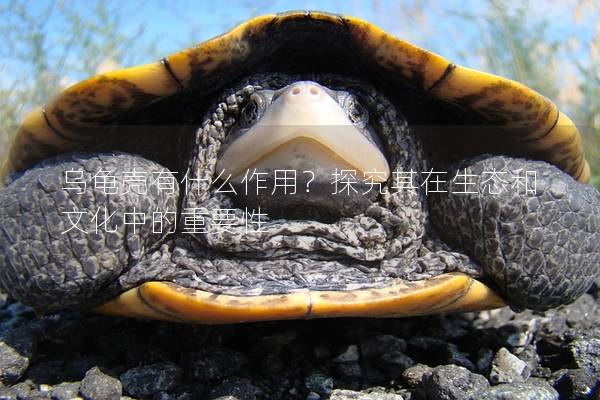 乌龟壳有什么作用？探究其在生态和文化中的重要性