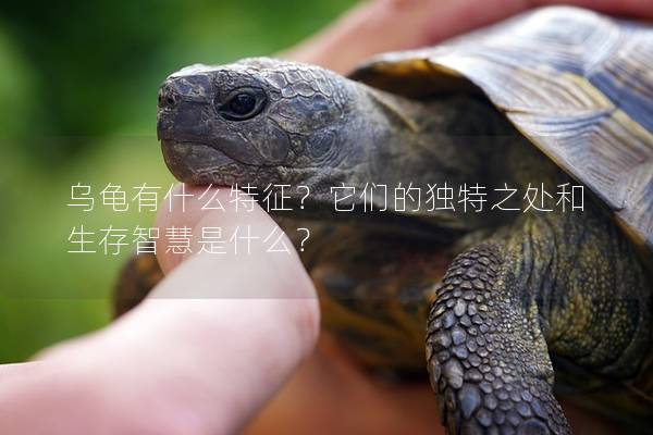 乌龟有什么特征？它们的独特之处和生存智慧是什么？