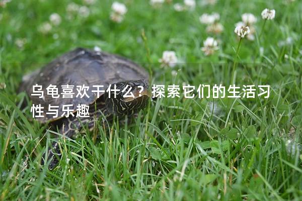 乌龟喜欢干什么？探索它们的生活习性与乐趣
