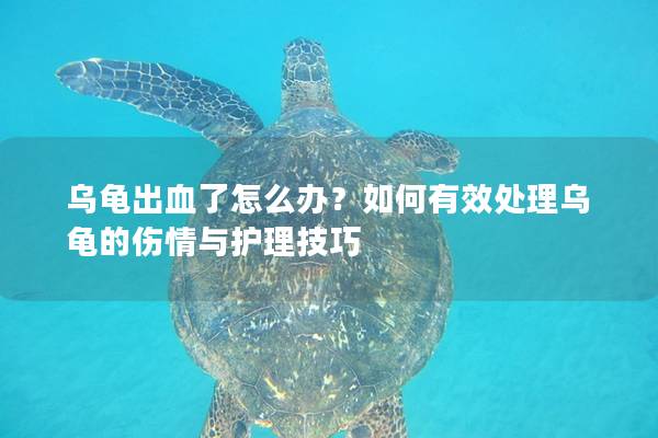 乌龟出血了怎么办？如何有效处理乌龟的伤情与护理技巧