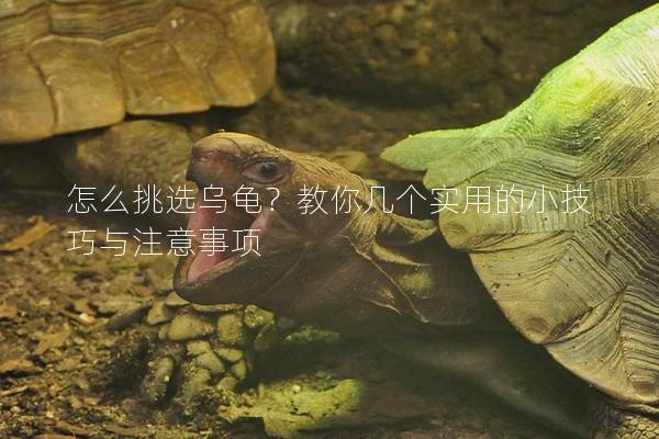 怎么挑选乌龟？教你几个实用的小技巧与注意事项