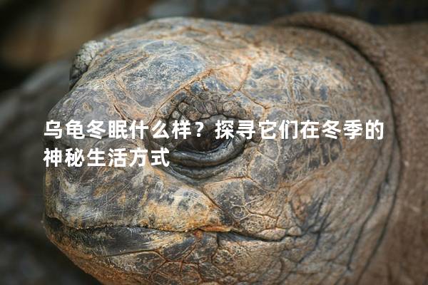 乌龟冬眠什么样？探寻它们在冬季的神秘生活方式