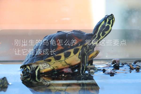 刚出生的乌龟怎么养，掌握这些要点让它健康成长
