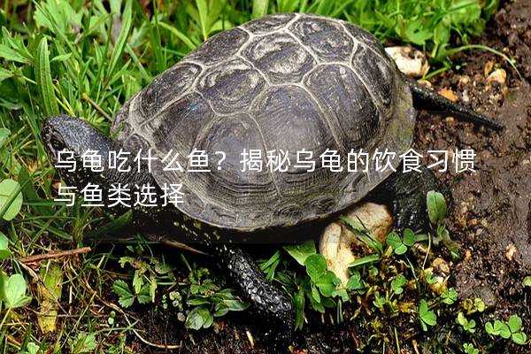 乌龟吃什么鱼？揭秘乌龟的饮食习惯与鱼类选择