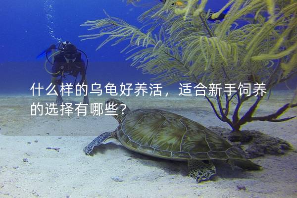什么样的乌龟好养活，适合新手饲养的选择有哪些？