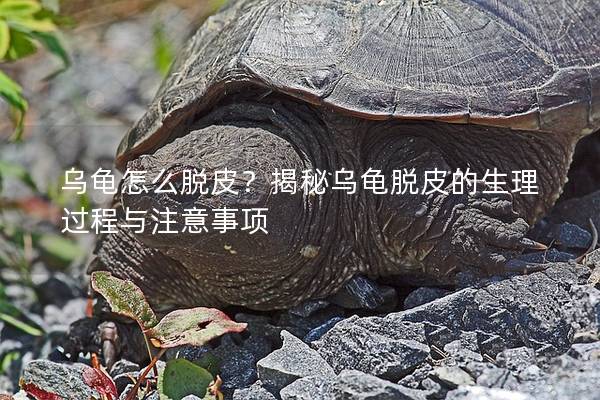 乌龟怎么脱皮？揭秘乌龟脱皮的生理过程与注意事项