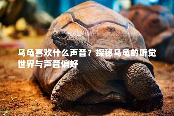 乌龟喜欢什么声音？探秘乌龟的听觉世界与声音偏好