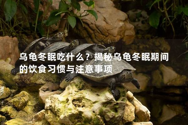 乌龟冬眠吃什么？揭秘乌龟冬眠期间的饮食习惯与注意事项