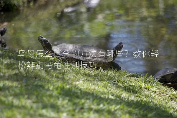 乌母怎么区分的方法有哪些？教你轻松辨别乌龟性别技巧