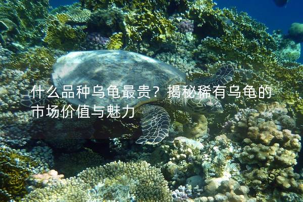 什么品种乌龟最贵？揭秘稀有乌龟的市场价值与魅力