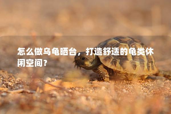 怎么做乌龟晒台，打造舒适的龟类休闲空间？