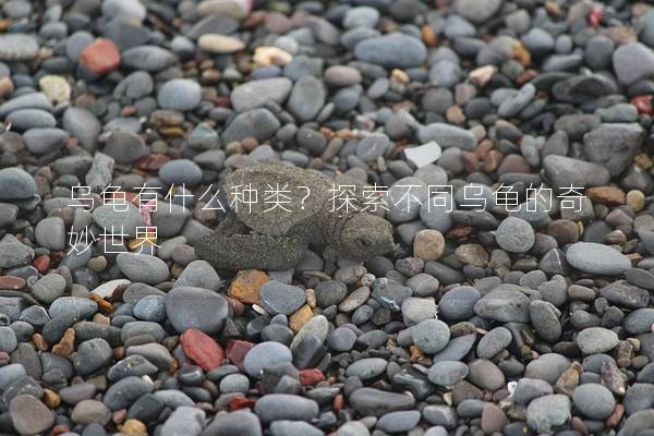 乌龟有什么种类？探索不同乌龟的奇妙世界