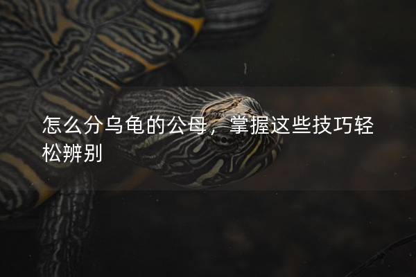 怎么分乌龟的公母，掌握这些技巧轻松辨别