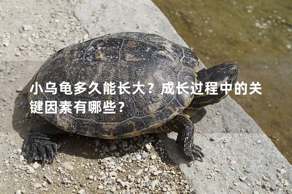 小乌龟多久能长大？成长过程中的关键因素有哪些？