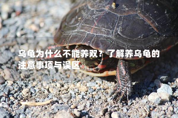 乌龟为什么不能养双？了解养乌龟的注意事项与误区