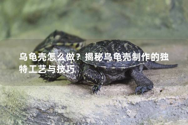 乌龟壳怎么做？揭秘乌龟壳制作的独特工艺与技巧