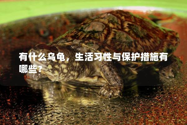 有什么乌龟，生活习性与保护措施有哪些？